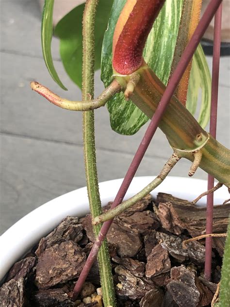 適合西曬陽台的植物|西曬陽台植物選擇篇詳版1—斑葉龍爪蔓綠。